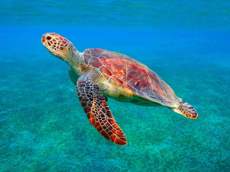 Sea turtle