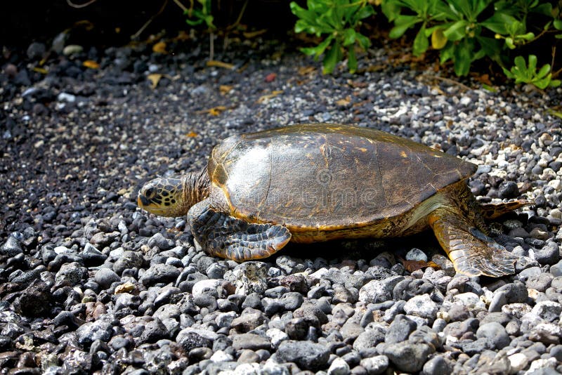 Sea turtle on a rocky beach