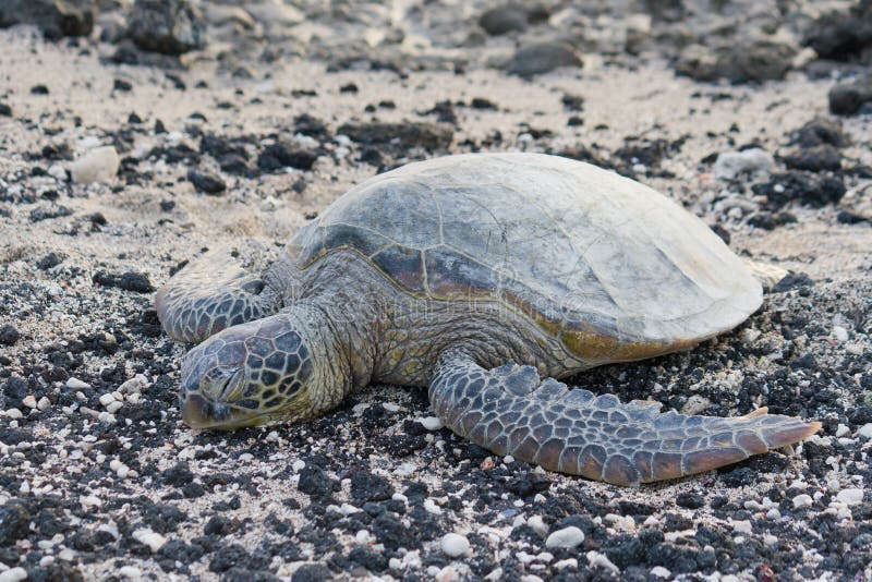 Sea turtle on the rocky, black and white beach.