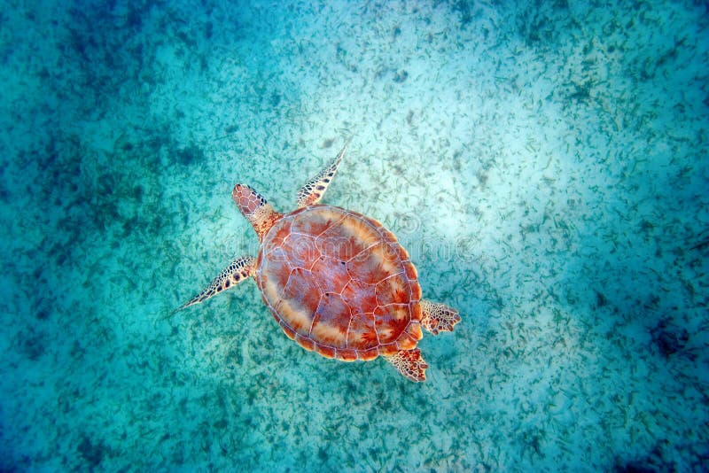 sea turtle shell maui