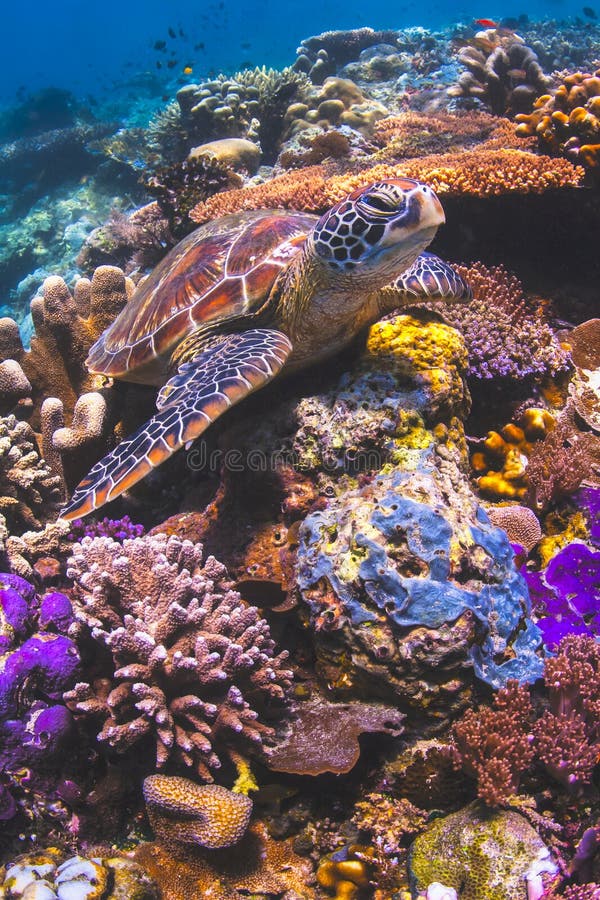 Sea Turtle sitting on a colorful coral reef in Sipadan, Malaysia royalty free stock image Sea Turtle sitting on a colorful coral reef in Sipadan, Malaysia royalty free stock image