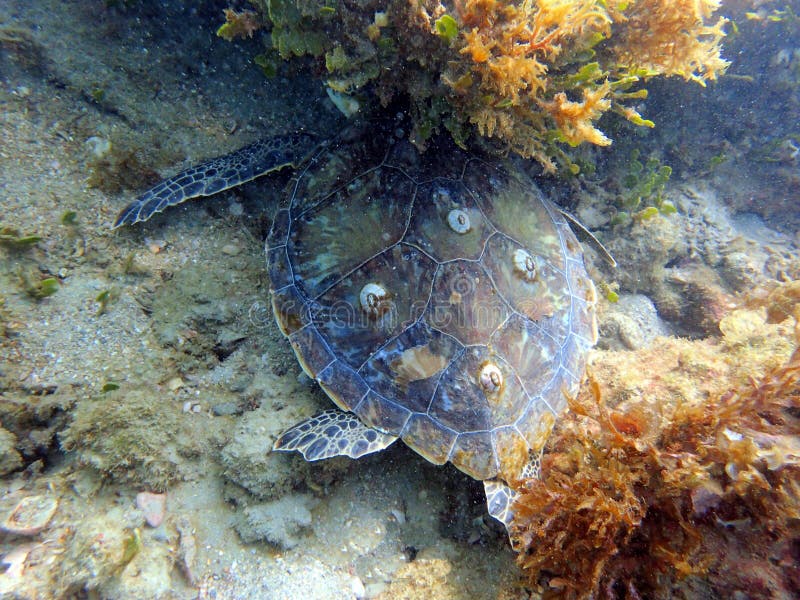 Sea Turtle swimming and feeding off of the growth around the rock and coral reef royalty free stock photography Sea Turtle swimming and feeding off of the growth around the rock and coral reef royalty free stock photography