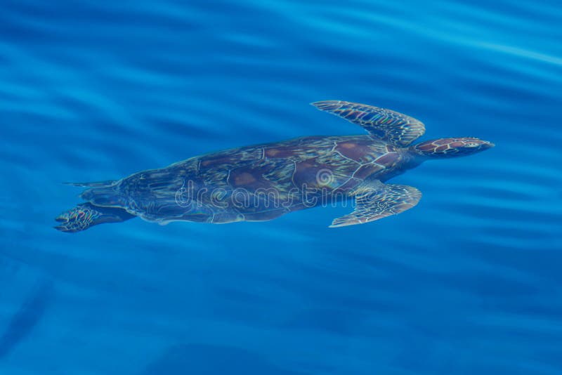 Turtle in the Sea Philippines Stock Image - Image of snorkeling, camera ...