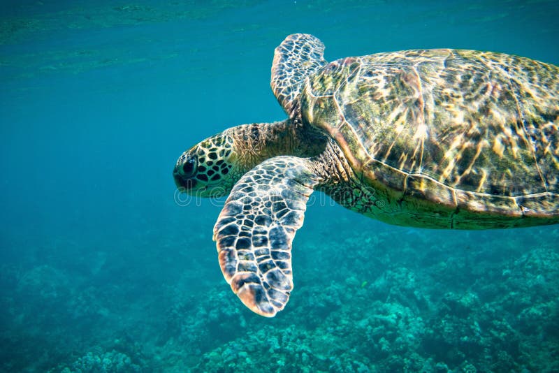 seaturtle fossil seaturtle fossil