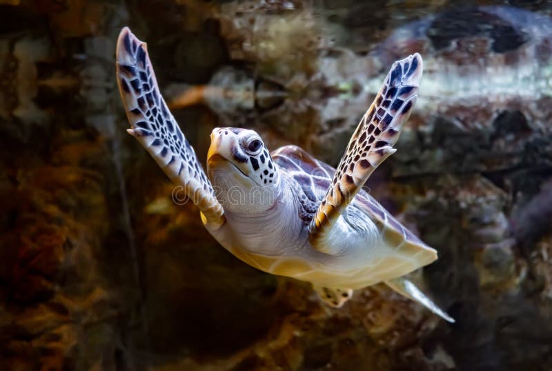 Sea turtle swims under water