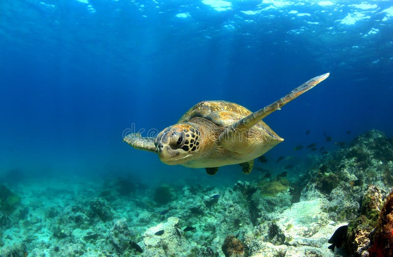 El mar tortuga galápagos islas.