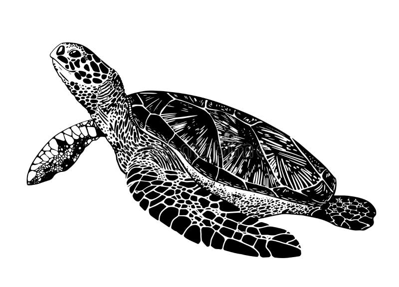 Line Drawing Big Cute Realistic Sea Turtle Stock Vector - Illustration of  aquarium, swimming: 240494955