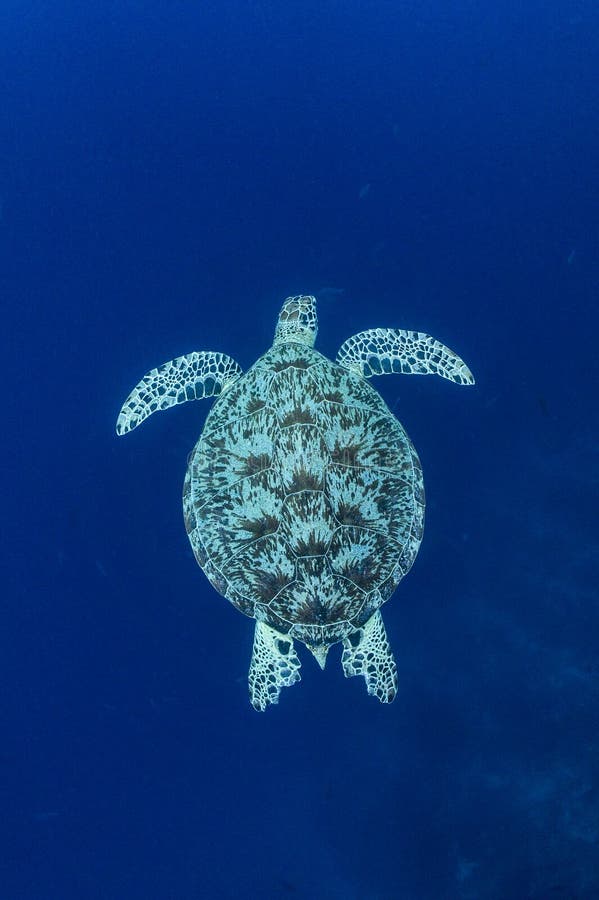 Sea turtles