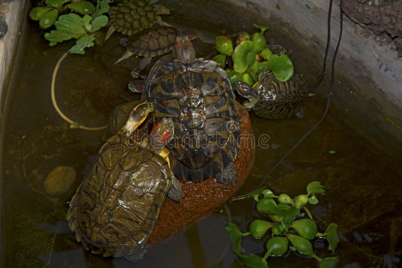 Sea turtles crawling in the water enclosure, crawl around each other. Beautiful turtles play in the water royalty free stock photography Sea turtles crawling in the water enclosure, crawl around each other. Beautiful turtles play in the water royalty free stock photography