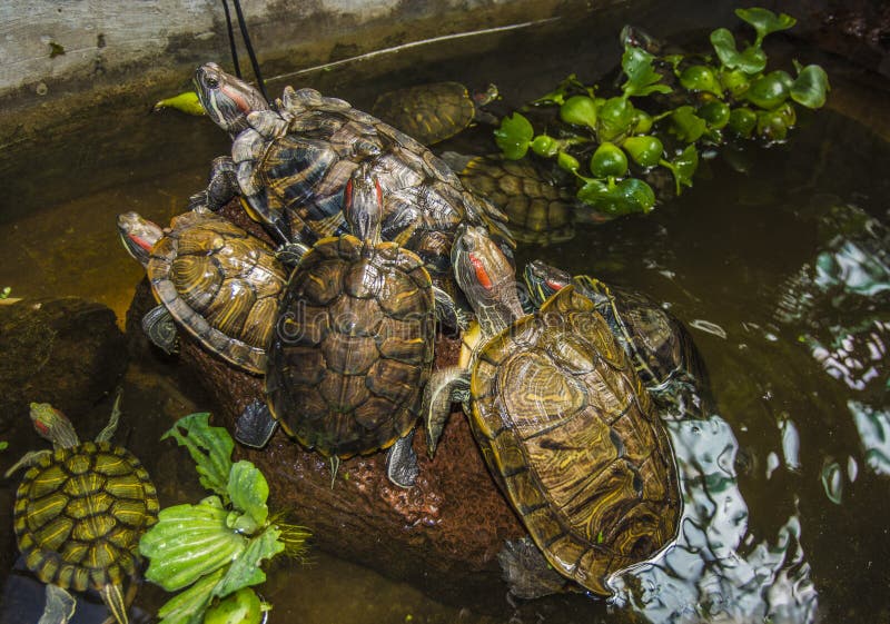 Sea turtles crawling in the water enclosure, crawl around each other. Beautiful turtles play in the water stock photography Sea turtles crawling in the water enclosure, crawl around each other. Beautiful turtles play in the water stock photography