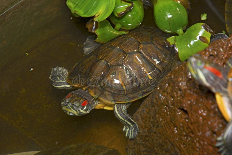 Sea turtles crawling in the water enclosure, crawl around each other. Beautiful turtles play in the water royalty free stock photography Sea turtles crawling in the water enclosure, crawl around each other. Beautiful turtles play in the water royalty free stock photography