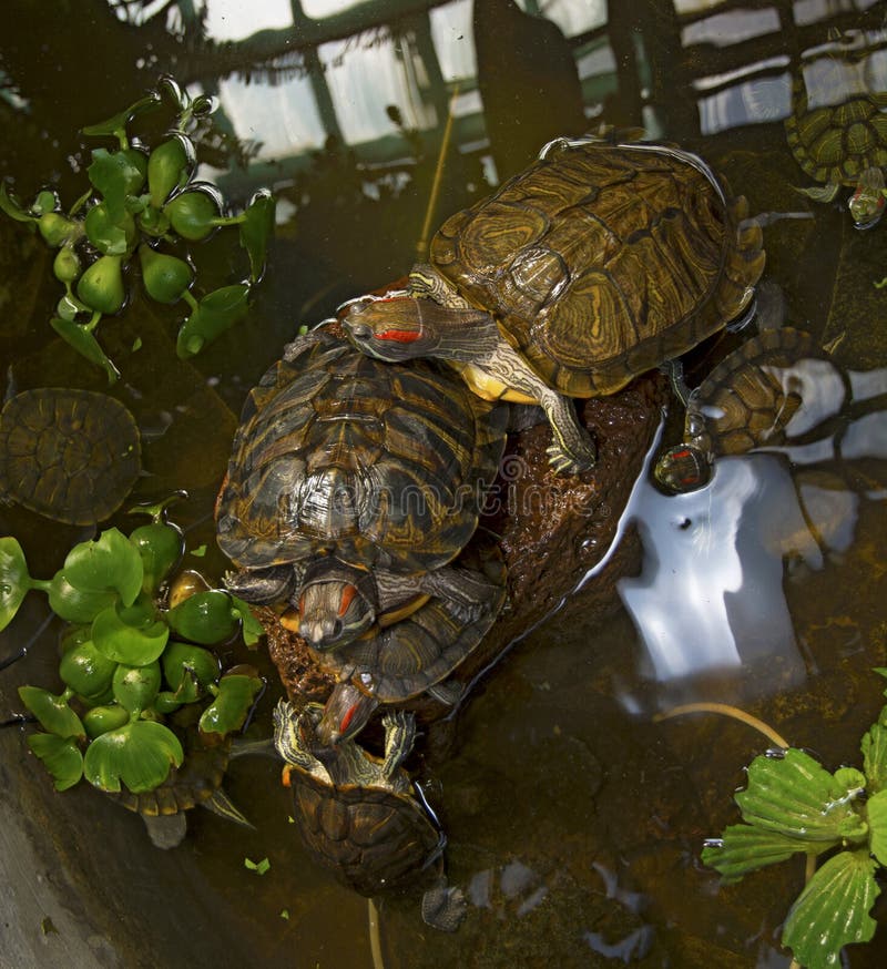 Sea turtles crawling in the water enclosure, crawl around each other. Beautiful turtles play in the water royalty free stock photos Sea turtles crawling in the water enclosure, crawl around each other. Beautiful turtles play in the water royalty free stock photos