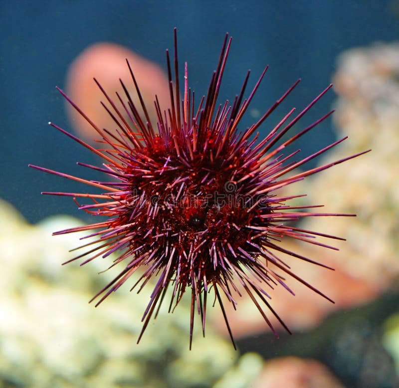 Sea-urchin 3