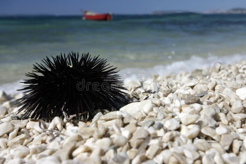 Sea urchin.