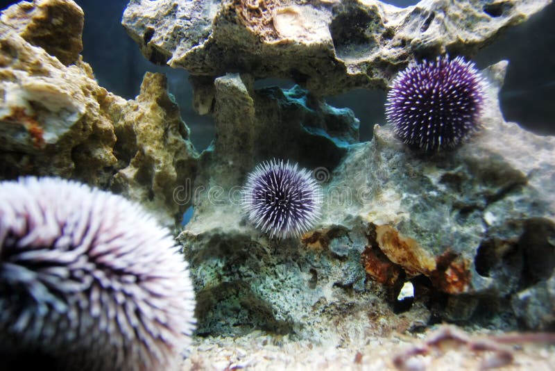 Sea-urchin