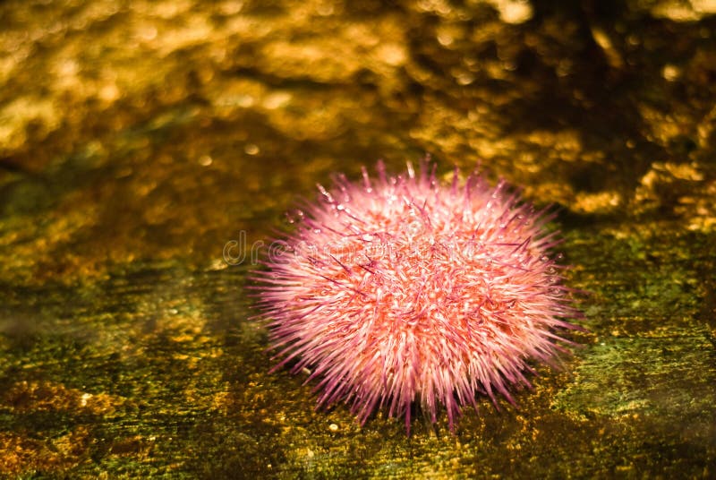 Sea urchin royalty free stock photo
