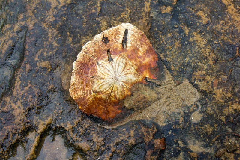 Sea Urchin Fossil Isolated on Black Background Side View Stock Image