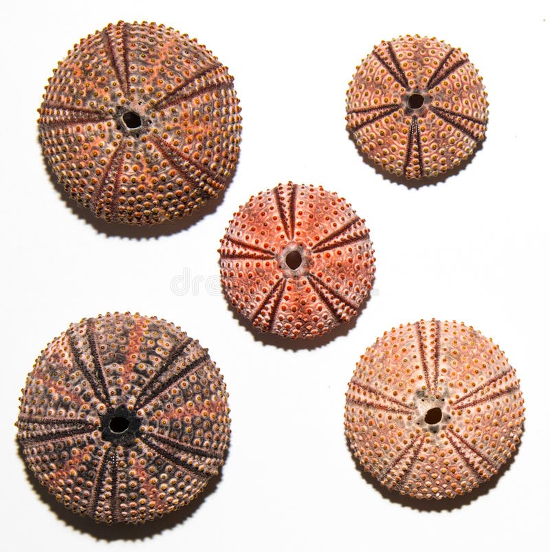Sea urchin skeletons stock image. Image of arbacia, urchin 87516751
