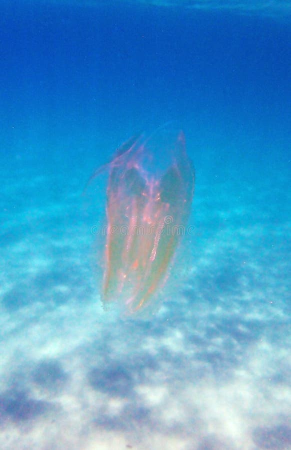 Sea Walnut Comb Jellyfish - Mnemiopsis Leidyi Stock Image - Image of ...