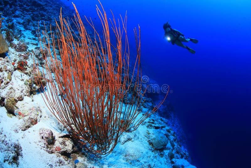 Sea whip coral underwater in the coral reef