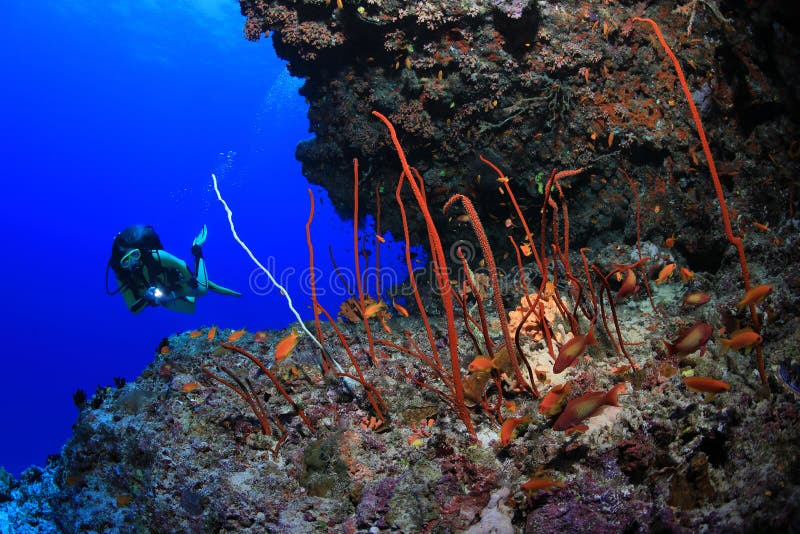 Sea whip corals and scuba diver