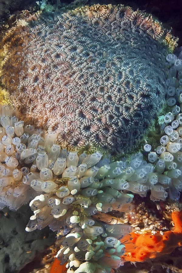 Mosaic Rocky Coral Surrounded by Sponges and Ascidia on a Coral Reef ...