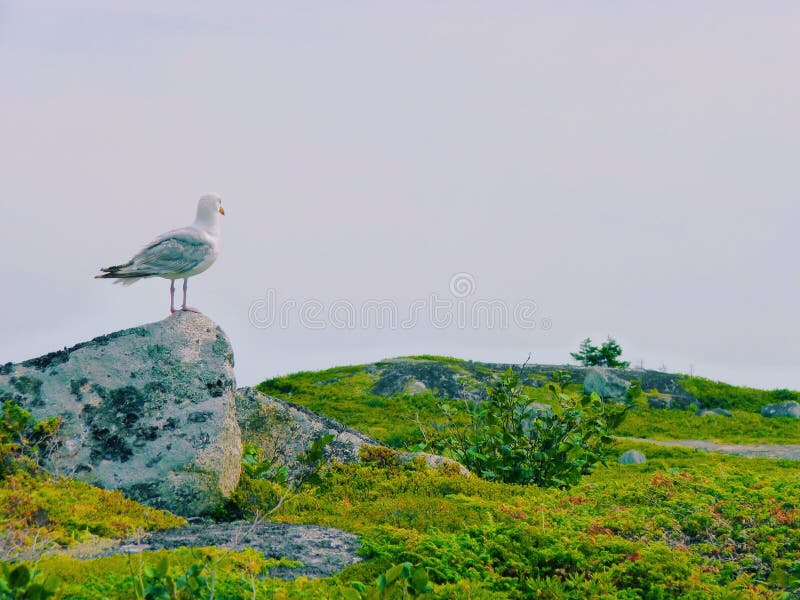 Seabird fotografia royalty free
