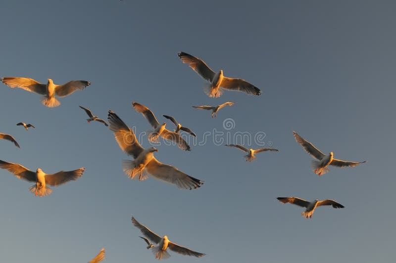 Seabirds