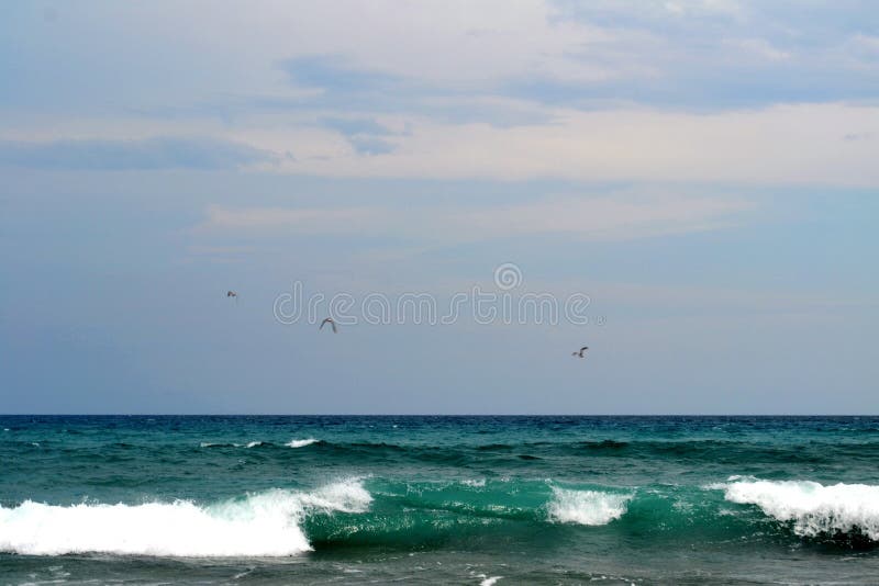 Seabirds in Flight Over Ocean Wave Stock Photo - Image of wave ...