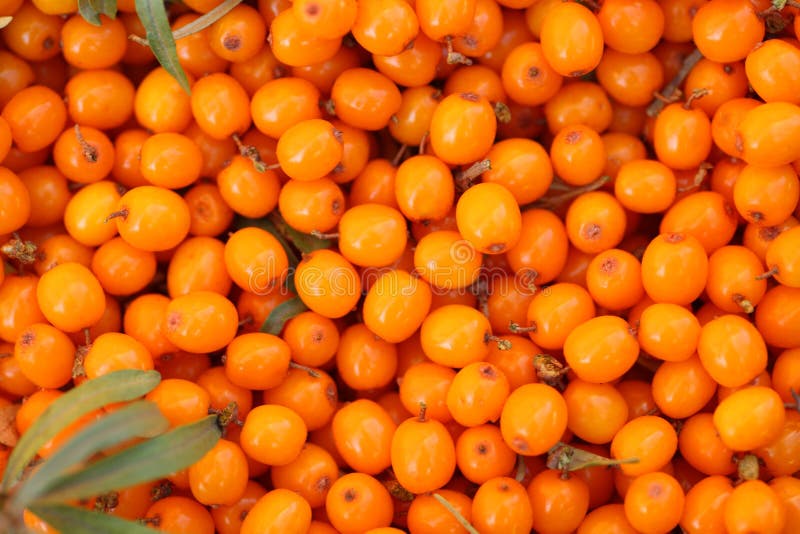 Seabuckthorn background