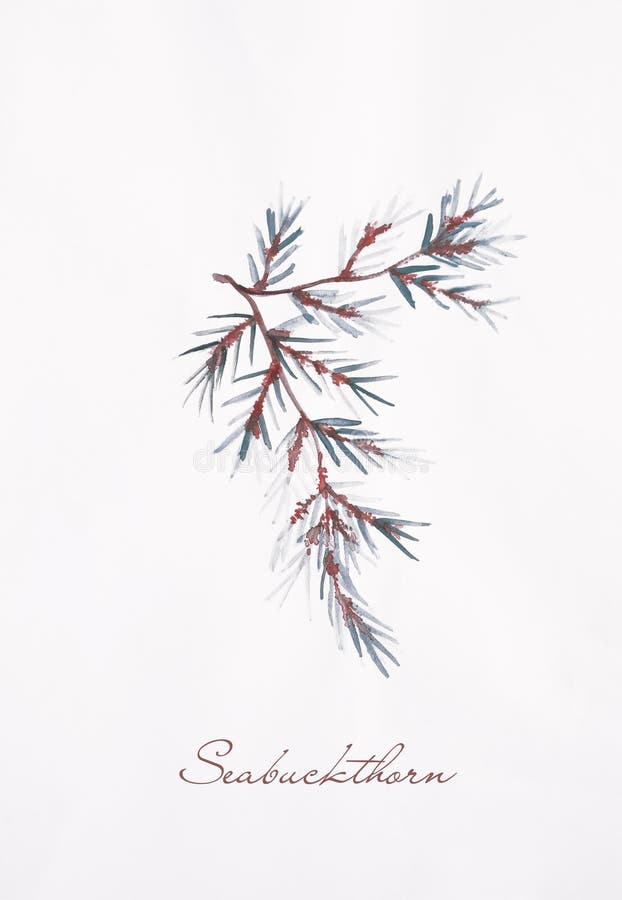 Seabuckthorn gałąź akwareli rysunkowa ilustracja ilustracja wektor Seabuckthorn gałąź akwareli rysunkowa ilustracja ilustracja wektor