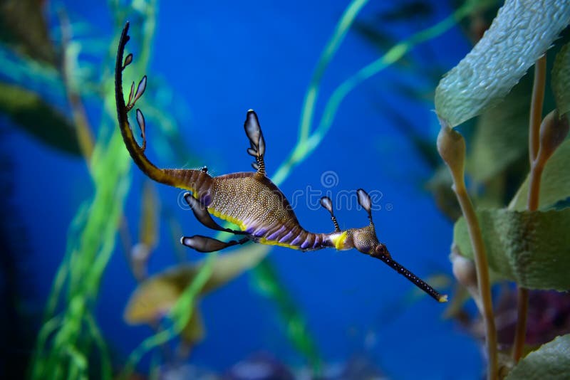 Seadragon lleno de yerbajos foto de archivo libre de regalías Seadragon lleno de yerbajos foto de archivo libre de regalías