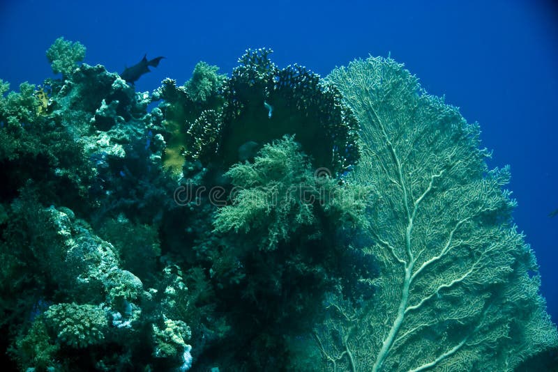 Seafan, Coral and fish