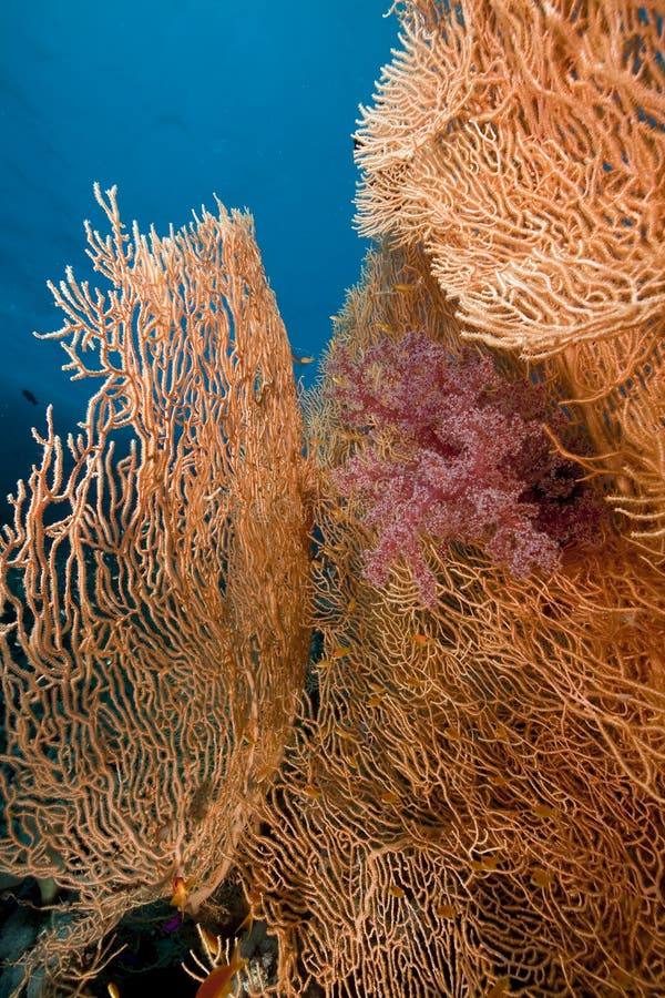 Seafan and fish in the Red Sea.