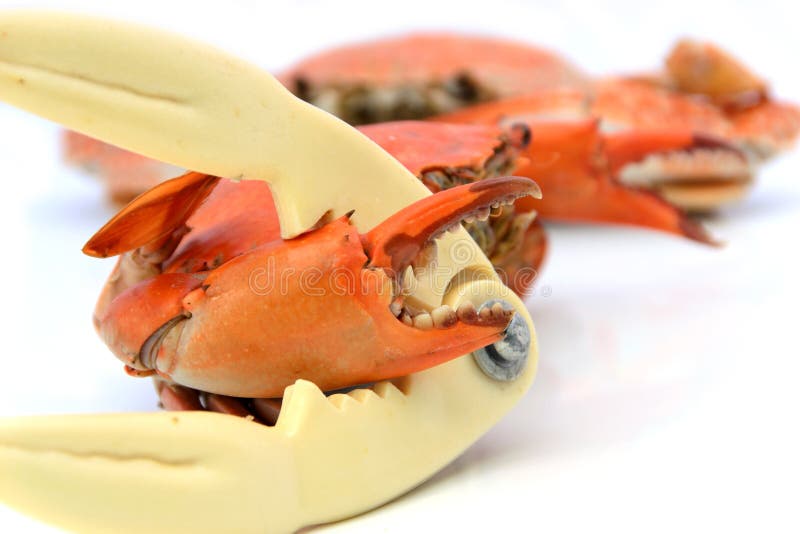 Lay with Seafood Cracker, Uncooked Crab Stock Image Image of