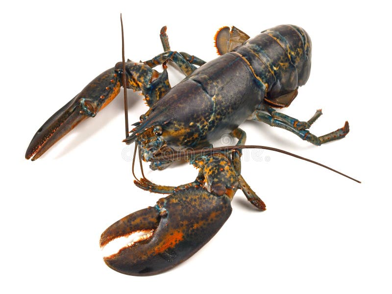 Seafood - Crustacean - Blue Lobster isolated on white Background