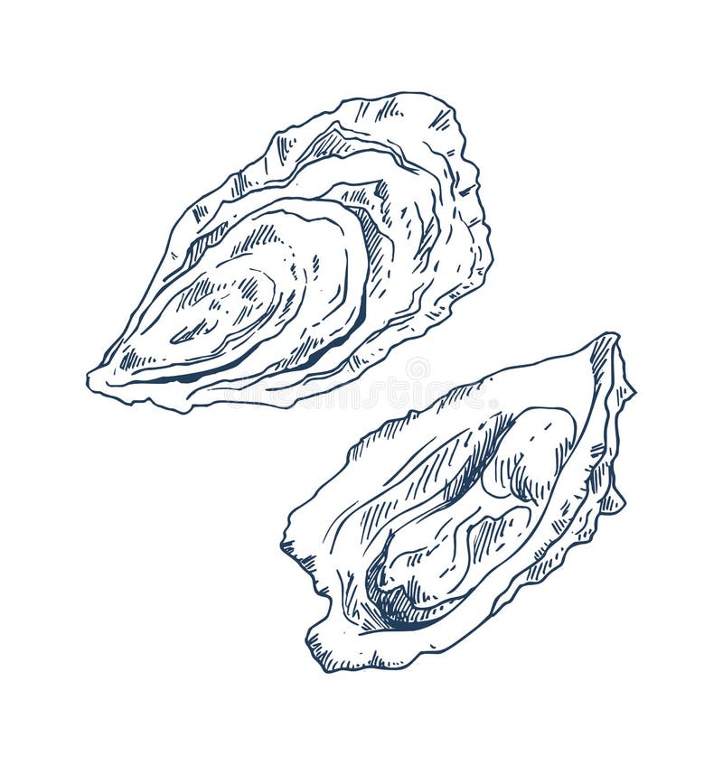 Seafood Delicacy Bivalve Oyster Sketch Poster