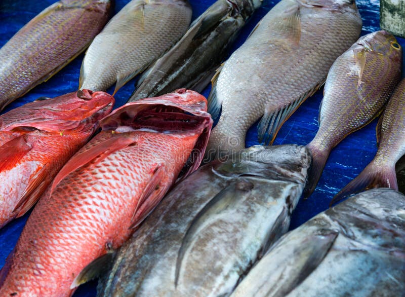 Seafood at fish market stock image. Image of industry 78032335