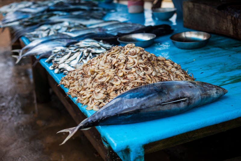Seafood at the fish market. street food, dining markets, seafood in Sri Lanka. Tuna and shrimp royalty free stock image Seafood at the fish market. street food, dining markets, seafood in Sri Lanka. Tuna and shrimp royalty free stock image