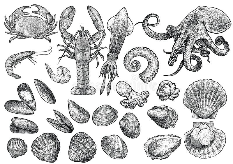 Seafood, shrimp, prawn, crab, lobster, squid, octopus, mussels, scallop, clam, oyster, cockle shell collection illustration, draw