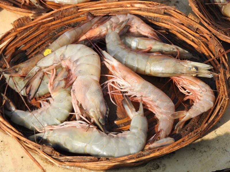 Basket of shrimps stock photo. Image of sell, seafood 116372762