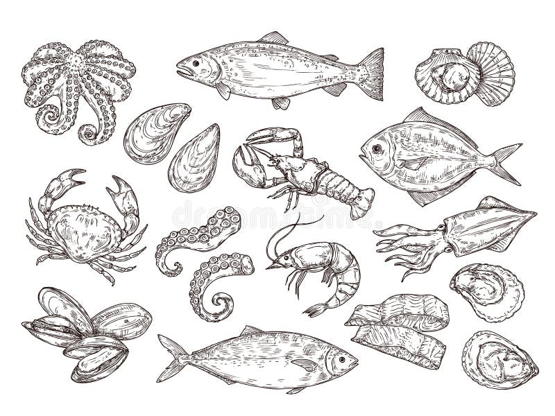 Ocean Shellfish Stock Illustrations – 39,294 Ocean Shellfish Stock  Illustrations, Vectors & Clipart - Dreamstime