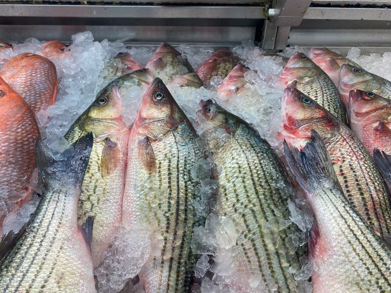 Seafood Tilapia Fish on Ice, Grocery Store Seafood Aisle Stock Photo