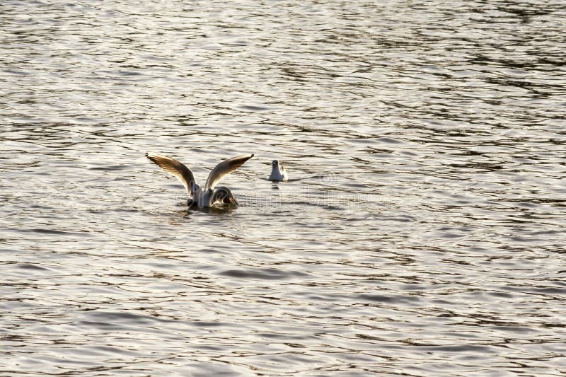 Seageln gleiten anmutig über schimmerndes Wasser und fangen einen ruhigen Moment der Natur ein. Ideal für Wildtierfreunde lizenzfreie stockbilder