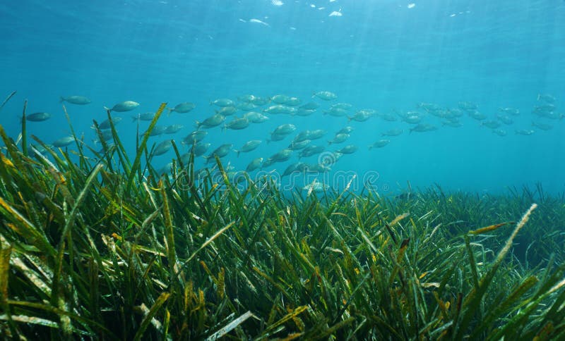 Seagrass oceanica Posidonia с школой рыб стоковые изображения rf Seagrass oceanica Posidonia с школой рыб стоковые изображения rf