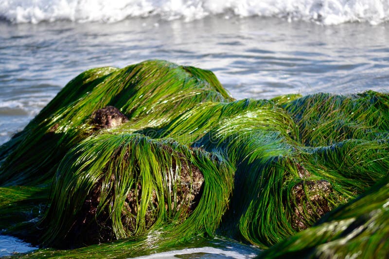 Seagrass on Rocks in Ocean