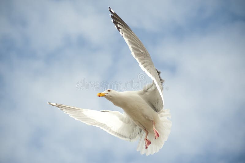 Seagul de cernido foto de archivo Seagul de cernido foto de archivo