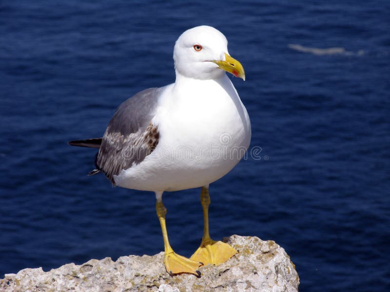 Seagull