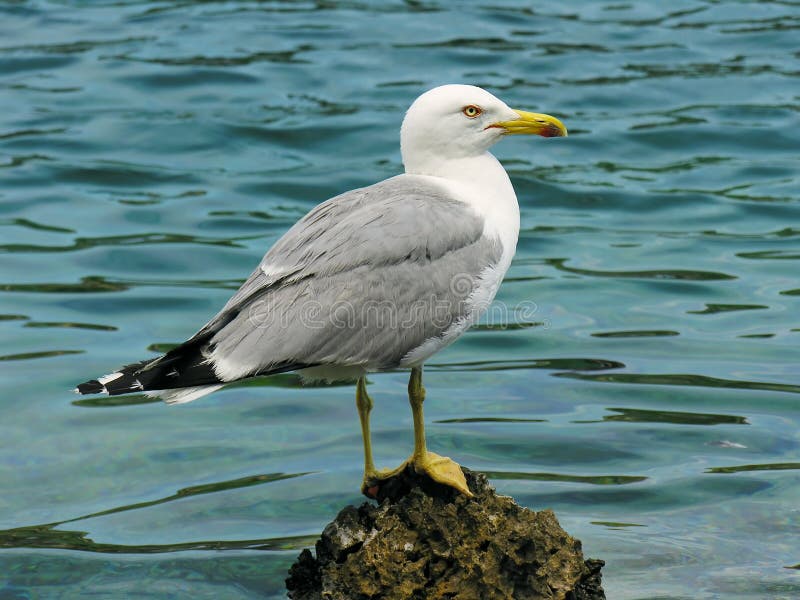 Seagull