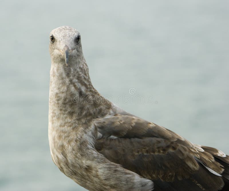 Seagull zdjęcie stock